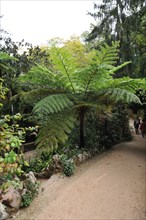 Quinta de la regaleira, garden, ffern, sintra, portugal