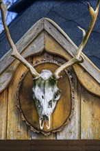 Skull with deer antlers, Allgaeu, Swabia, Bavaria, Germany, Europe