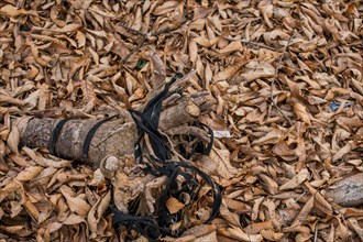 A scene of environmental pollution with discarded strap and fallen leaves, in South Korea