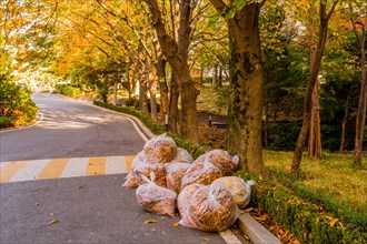 Plastic bags stuffed with autumn leaves sit by the roadside awaiting collection, in South Korea