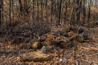 Decaying logs and twigs scattered across a leaf-covered forest floor, in South Korea