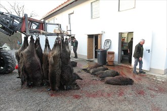 Wild boar (Sus scrofa) are processed immediately after the hunt, Allgaeu, Bavaria, Germany, Europe