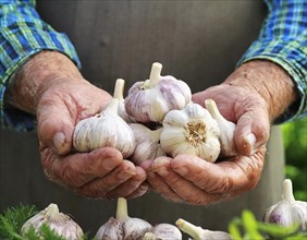 Food, spices, garlic, Allium sativum, hands with several bulbs, AI generated, AI generated
