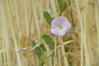 Field bindweed (Convolvulus arvensis) clinging to cereal stalks, flowering, North Rhine-Westphalia,