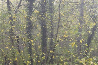 Deciduous trees in the fog, bird cherries entwined with autumn leaves and ivy, Moselle,
