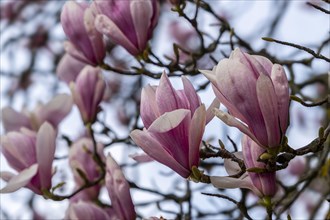 Blossoms of a magnolia (Magnolia), magnolia x soulangeana (Magnolia xsoulangeana), magnolia