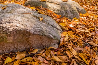 Multiple rocks covered with a layer of brown and orange autumn leaves, in South Korea