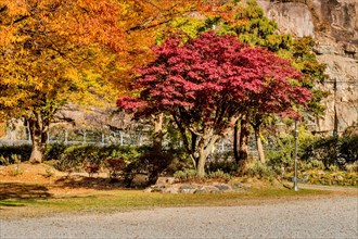 Colorful autumn landscape with a bright red maple tree, in South Korea
