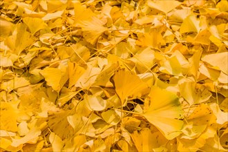 Closeup of gingko leaves laying on ground