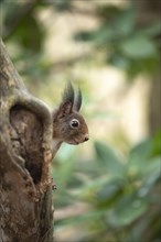 Eurasian red squirrel (Sciurus vulgaris), hidden behind a thicker curved branch, head visible,