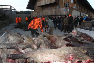 Wild boar (Sus scrofa) preparing for the traditional hunt, Allgaeu, Bavaria, Germany, Europe