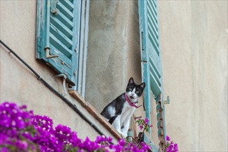 Motif in one of the typical alleys, cat sitting on the parapet of a window, Grimaud-Village, Var,