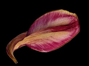 Dried leaf of a tulip (Tulipa), studio photo, macro photo, Germany, Europe