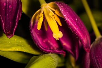 A close-up of a purple tulip with yellow center and fresh water droplets on its petals