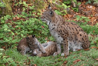 Eurasian lynx (Lynx lynx) female, mother and two cubs on the forest floor, captive, Germany, Europe