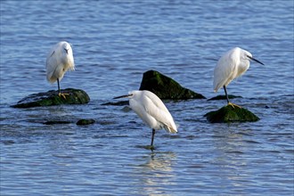 Three little egrets (Egretta garzetta) resting on rocks along the North Sea coast in late winter
