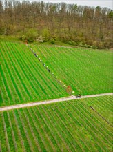 A group of hikers walks along a path through a springtime vineyard, Jesus Grace Chruch,