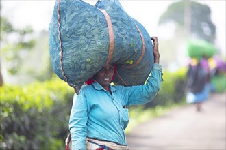 Indian tea picker carrying a big bag of tea leaves on her head, Munnar, Kerala, India, Asia