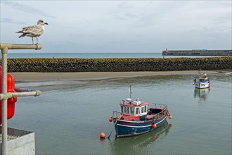 Seagull, boats, boat harbour, Folkestone, Kent, Great Britain