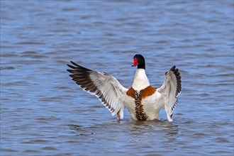 Common shelduck (Tadorna tadorna) adult male in breeding plumage flapping wings while swimming in