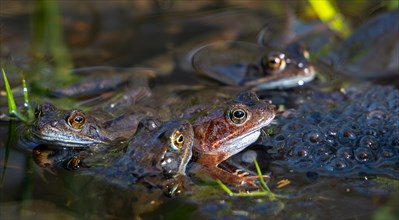 European common frogs, brown frogs, grass frog group (Rana temporaria) on eggs, frogspawn in pond