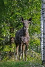 Moose, elk (Alces alces) bull showing early growing stage with antler buds covered in velvet on