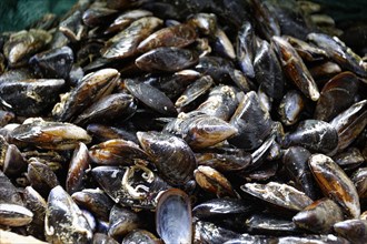 Marseille harbour, macro shot of shiny, wet mussels with dark shells at the market, Marseille,
