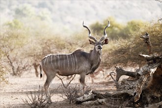 Kudu Group, Limpopo, South Africa, Africa