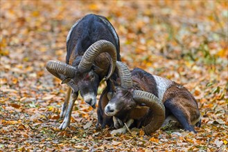 Defeated European mouflon (Ovis aries musimon) lying down after fight by two rams bashing heads and