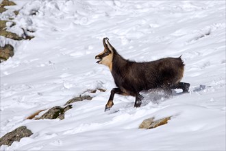 Alpine chamois (Rupicapra rupicapra) solitary male in dark winter coat calling while fleeing over