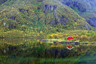 A small red wooden house reflected in the calm waters of a fjord, autumn landscape, Lofoten,
