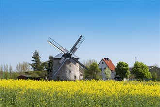 Rape field in bloom and Erna mill, windmill, tower windmill, Immenrode, Thuringia, Germany, Europe