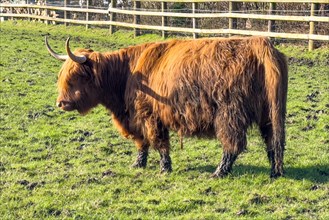 Scottish Highland cattle (Bos primigenius) standing on green pasture, North Rhine-Westphalia,