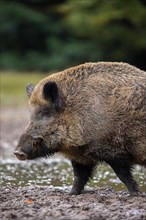 Solitary wild boar (Sus scrofa) close-up portrait of male standing in mud of quagmire in forest,