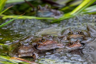 Five European common frogs, brown frogs, grass frog (Rana temporaria) on eggs, frogspawn in pond