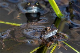 European common brown frogs, grass frog (Rana temporaria) pair in amplexus among aquatic plants in