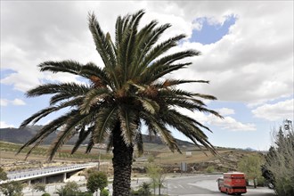 Solabrena, view of a landscape with a large palm tree and a red lorry crossing a bridge, Costa del