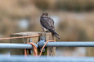Eurasian merlin (Falco columbarius aesalon) female perched on wooden fence post along field in late