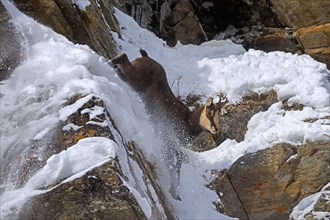 Alpine chamois (Rupicapra rupicapra) fleeing male in dark winter coat descending steep gully in