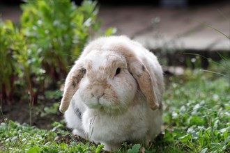 Rabbit (Oryctolagus cuniculus domestica), ram rabbit, floppy ears, garden, The ram rabbit sits in