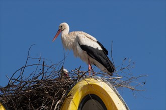White stork next to nest on Mc Donald's symbol standing left looking in front of blue sky