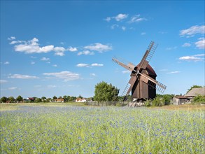 Grain field with cornflowers and mill, windmill, Bockwindmuehle, Tiefensee, Saxony, Germany, Europe