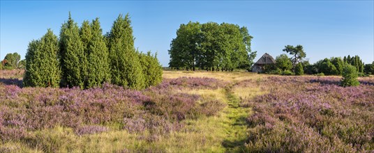 Typical heath landscape with old sheepfold, hiking trail, juniper and flowering heather, Lueneburg