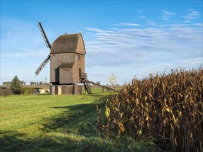 Windmill next to a ripe cornfield under a clear blue sky, Bockwindmuehle, Langeneichstaedt,