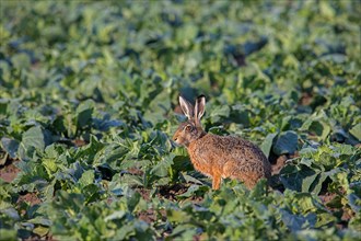 European brown hare (Lepus europaeus) foraging on cabbage field and eating leaves of cabbages in