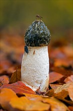 Common stinkhorn (Phallus impudicus) mature fruiting body with foul smelly, sticky spore mass on