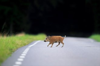 Wild boar (Sus scrofa) juvenile traversing country road at forest's edge in summer