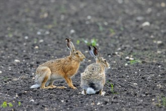 Two European brown hares (Lepus europaeus) sitting in field, farmland in spring