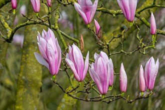 Blooming magnolia showing buds and pink flowers in spring