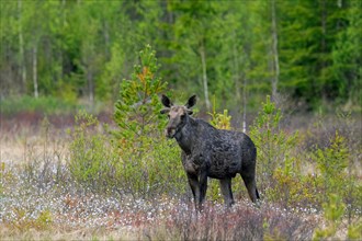 Moulting moose, elk (Alces alces) young bull with antlers covered in velvet foraging in swamp,